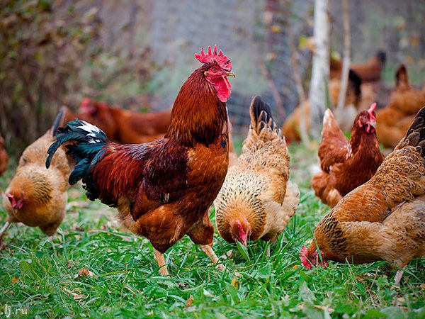 Породы куриц | ЗооТом - продажа, вязка и услуги для животных в Межгорье