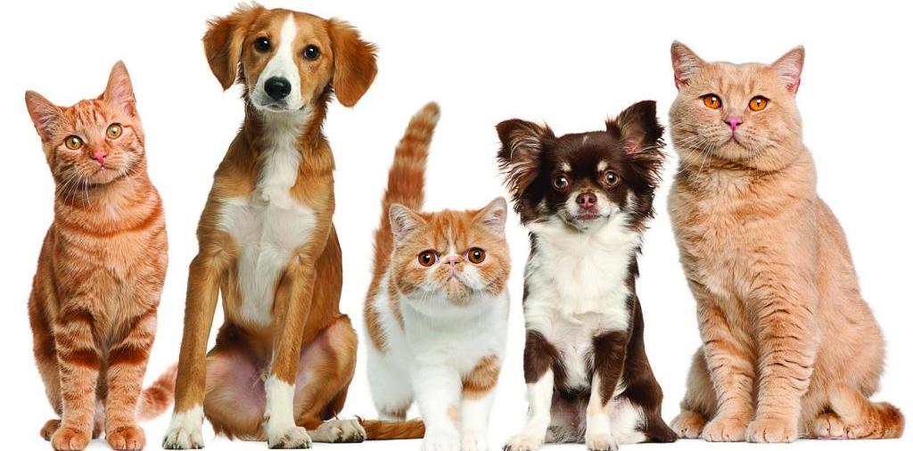 Доска объявлений о животных | ЗооТом - продажа, вязка и услуги для животных в Межгорье