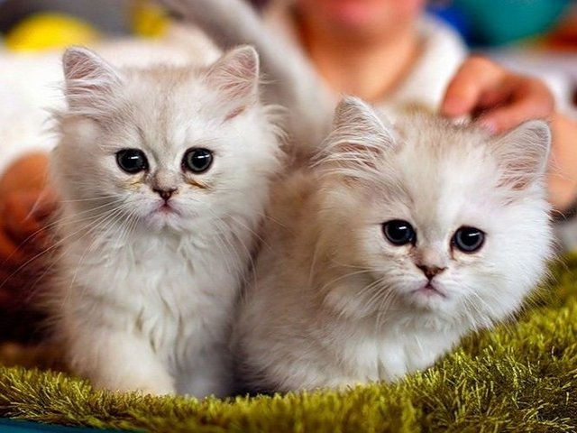 Породы кошек в Межгорье | ЗооТом портал о животных