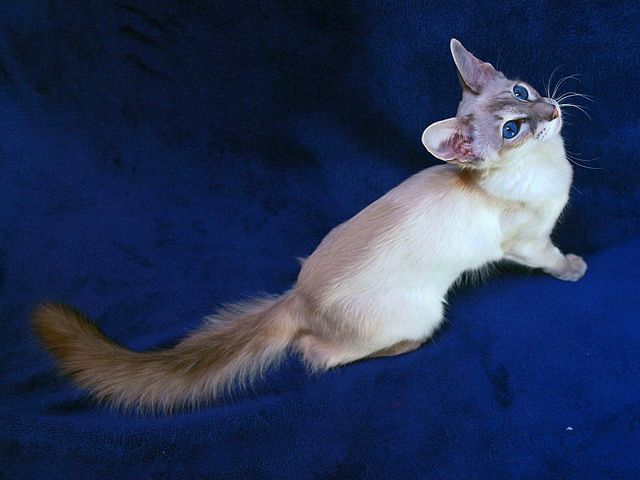 Выведенные породы кошек в Межгорье | ЗооТом портал о животных
