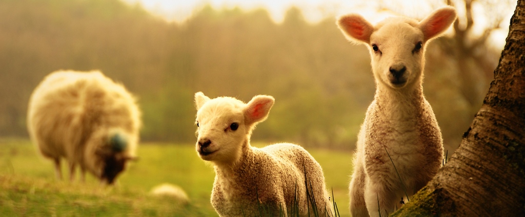 Объявления о сельскохозяйственных животных | ЗооТом - продажа, вязка и услуги для животных в Межгорье