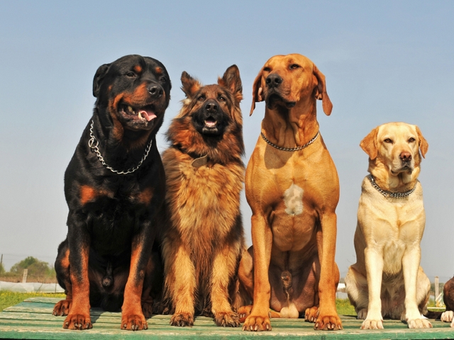 Крупные породы собак в Межгорье | ЗооТом портал о животных